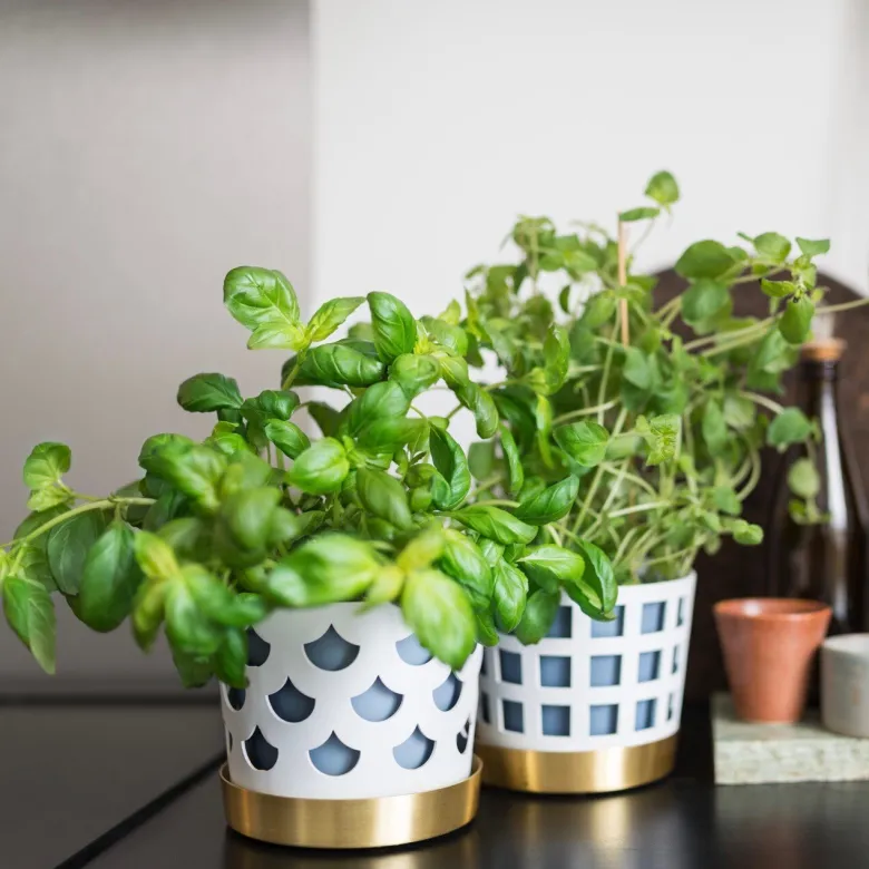 Trio drop blomkruka Liten vit